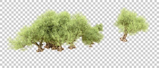 Foresta verde isolata sullo sfondo illustrazione di rendering 3d