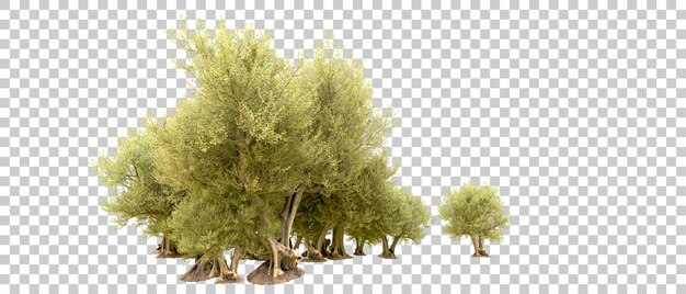 Green forest isolated on background 3d rendering illustration