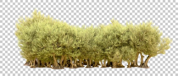 PSD foresta verde isolata sullo sfondo illustrazione di rendering 3d