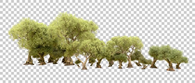 PSD green forest isolated on background 3d rendering illustration