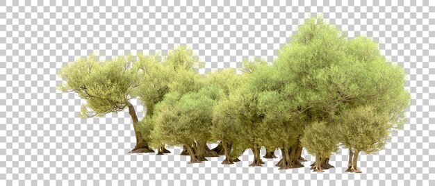 Foresta verde isolata sullo sfondo illustrazione di rendering 3d