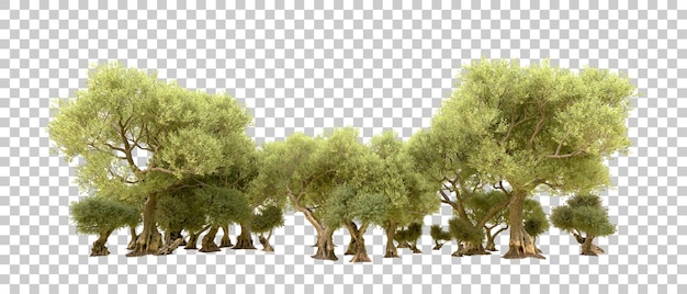 PSD foresta verde isolata sullo sfondo illustrazione di rendering 3d