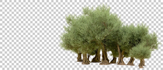 PSD foresta verde isolata sullo sfondo illustrazione di rendering 3d