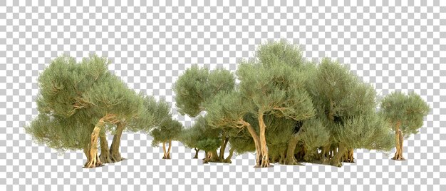 PSD green forest isolated on background 3d rendering illustration