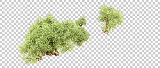 PSD green forest isolated on background 3d rendering illustration