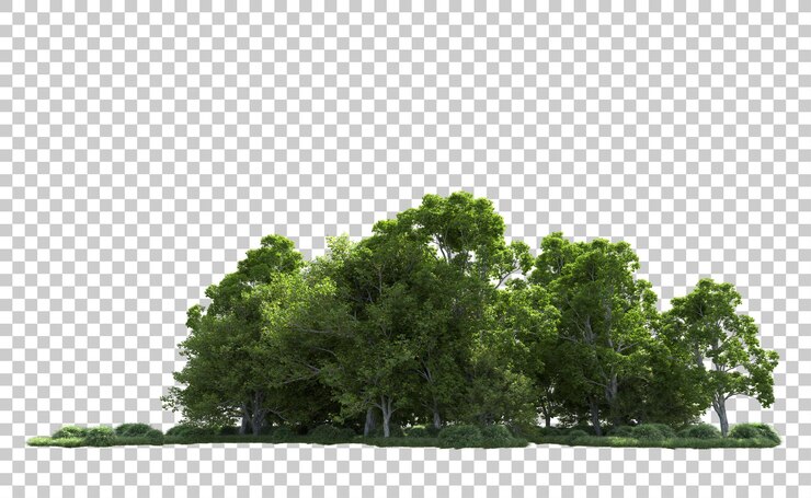 PSD green forest isolated on background 3d rendering illustration