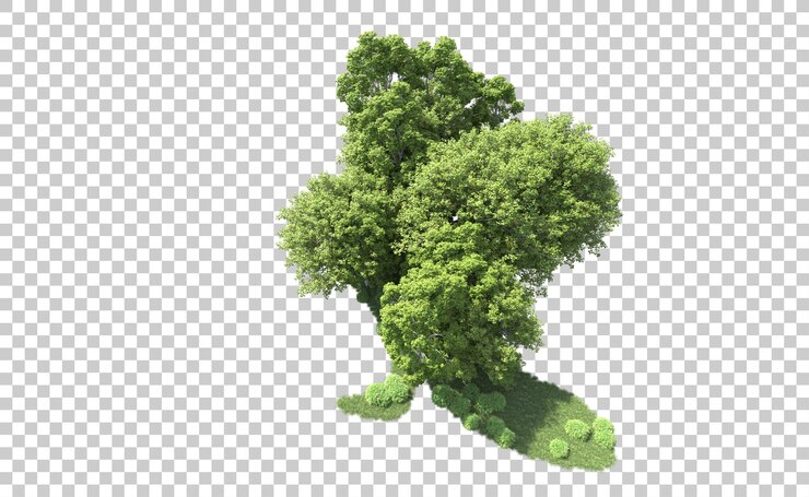 PSD green forest isolated on background 3d rendering illustration