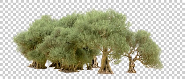 PSD Зеленый лес, изолированный на фоне 3d-илюстрации