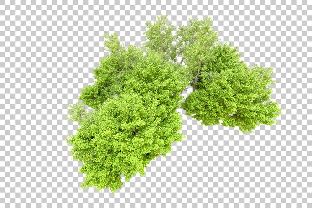 Green forest isolated on transparent background 3d rendering illustration