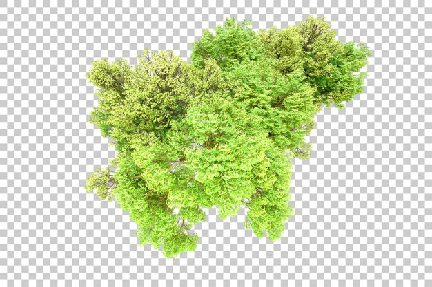 green forest isolated on transparent background 3d rendering illustration