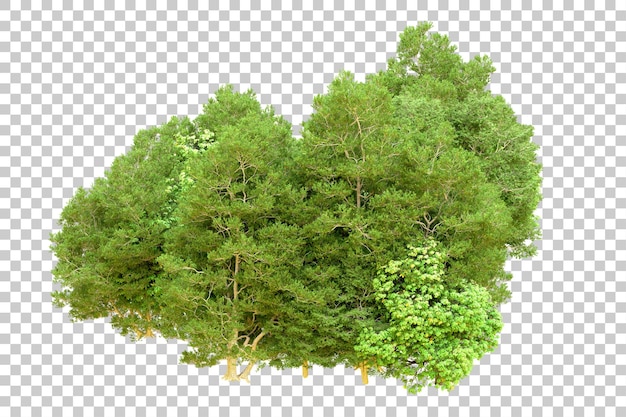 Green forest isolated on transparent background 3d rendering illustration