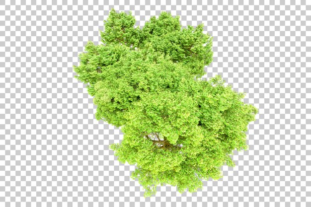 green forest isolated on transparent background 3d rendering illustration