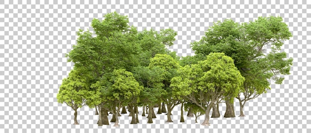 Green forest isolated on transparent background 3d rendering illustration