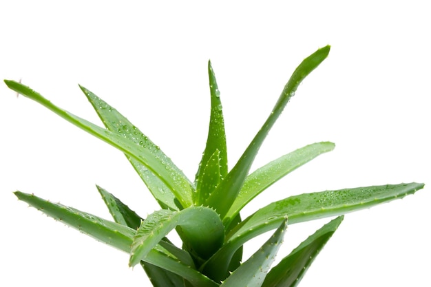 PSD green fresh aloe vera closeup on a white background