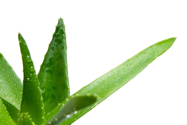 PSD green fresh aloe vera closeup on a white background