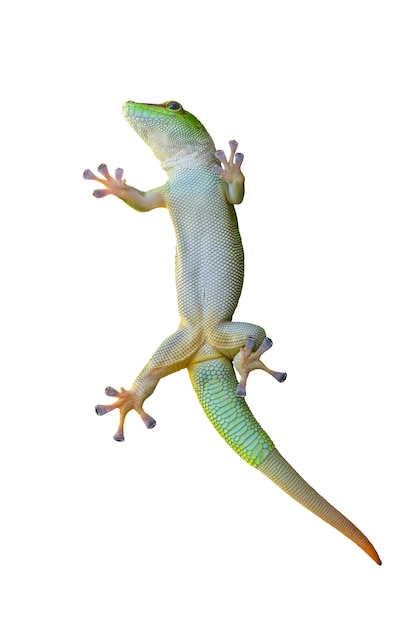 PSD Зеленая ящерица геккон