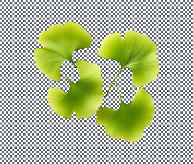 Green ginkgo leaves isolated on transparent background