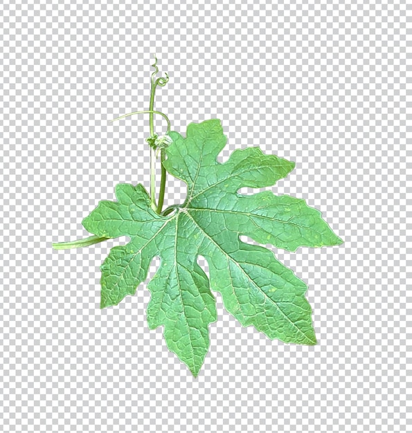 Green gourd leaves isolated on white background Green leaves of tropical Green leaf isolated