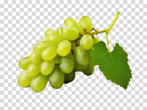 Green grapes on transparent background vector illustration