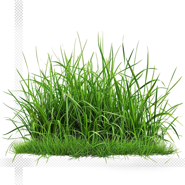 PSD green grass bush transparent background