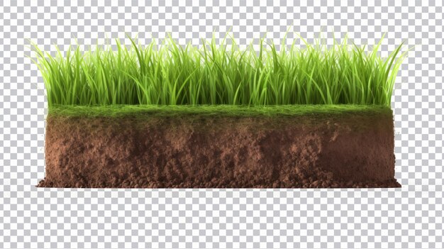 PSD green grass cut png