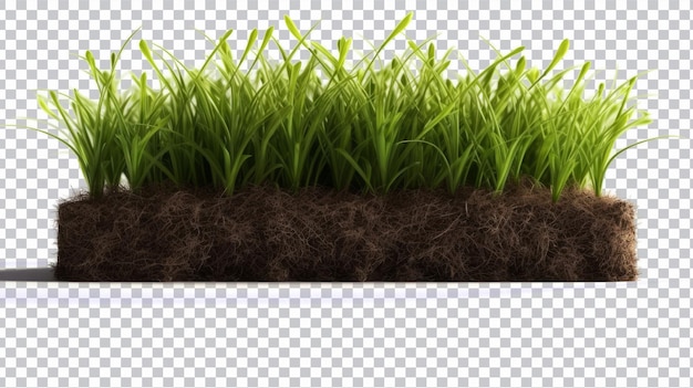 Green grass cut png