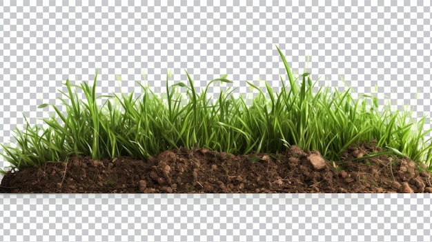 PSD green grass cut png