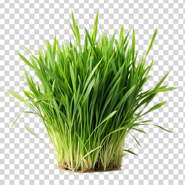 Green grass and wheat grass on transparent background