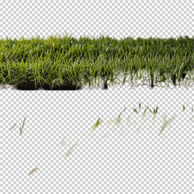 白い背景の緑の草