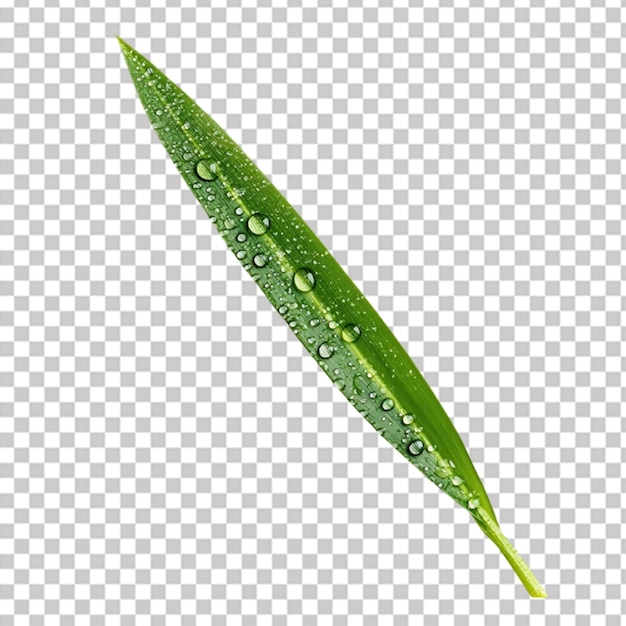 green grass with tiny water droplets on white background