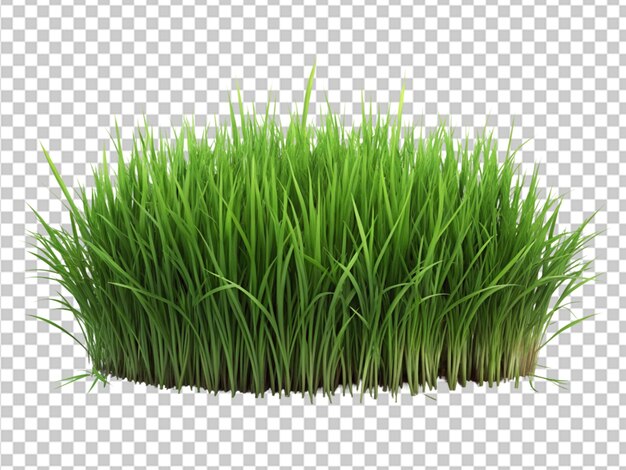 PSD green grass