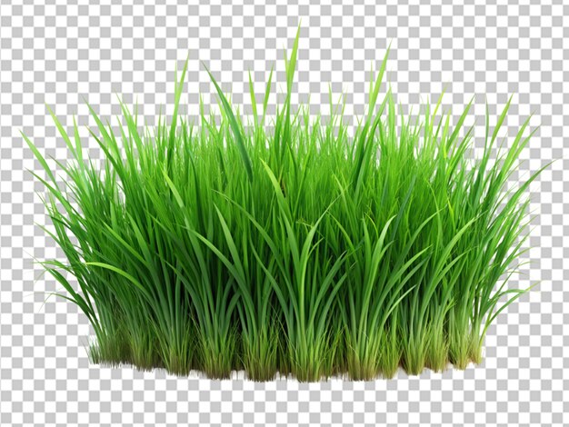 PSD green grass