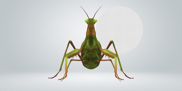 a green grasshopper with a white background and a white background.