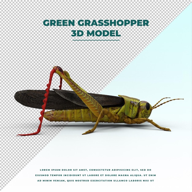 PSD green grasshopper