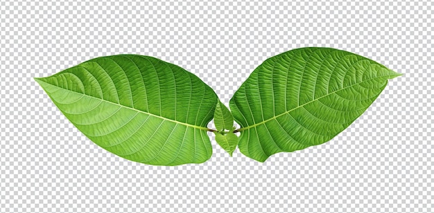 green guava raw leaves are shown on a white background