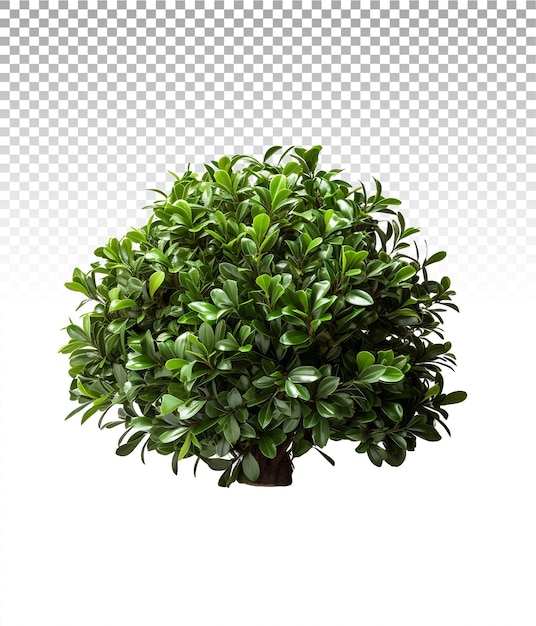 PSD green haven transparent background with cutout bush