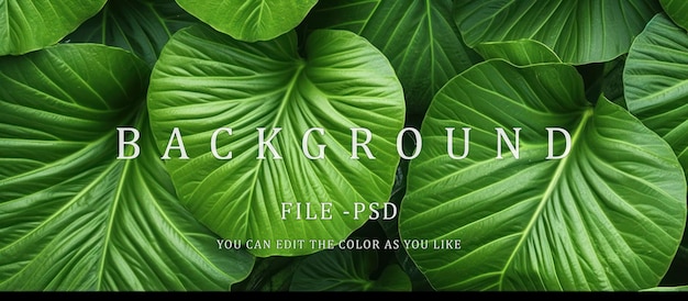 PSD green leaf background