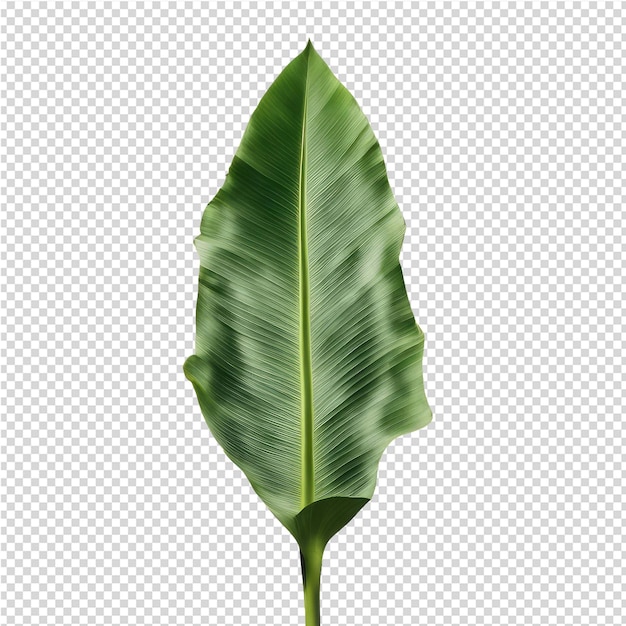 PSD a green leaf of a banana tree