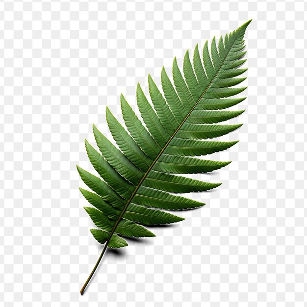 PSD a green leaf of a fern is shown on a transparent background