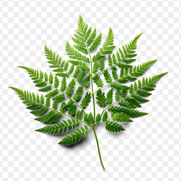 PSD green leaf of a fern on a transparent background