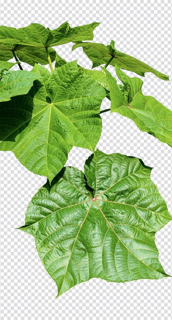 PSD a green leaf of the gourd plant a leaf of the gourd plant a leaf of the gourd plant