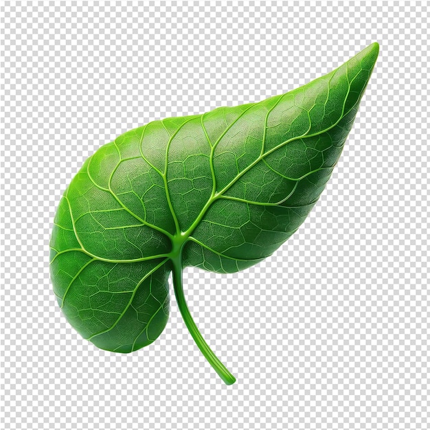 PSD a green leaf is shown on a transparent background