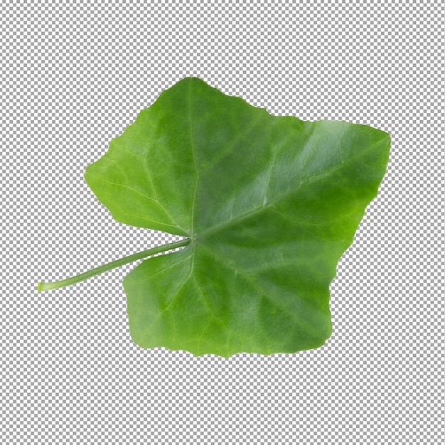 Green leaf isolated on alpha background