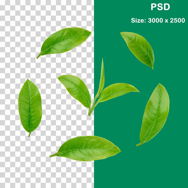 PSD зеленый лист изолирован для фона на прозрачном