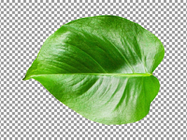 PSD Зеленый лист, изолированные на прозрачном фоне