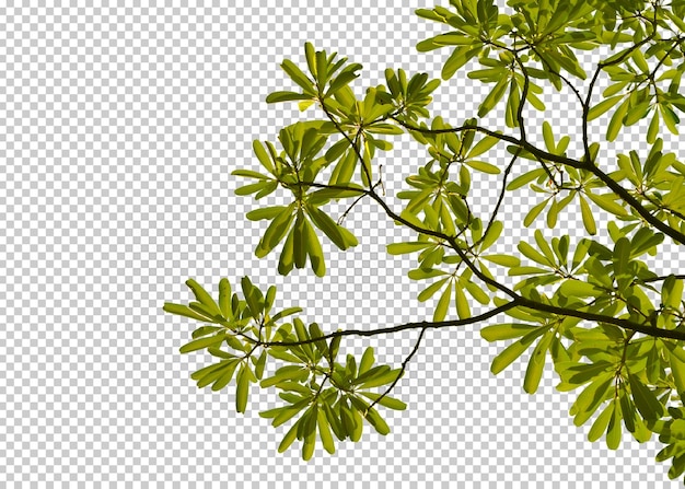 녹색 잎 절연 투명 배경