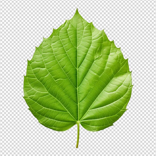 PSD green leaf isolated on transparent background