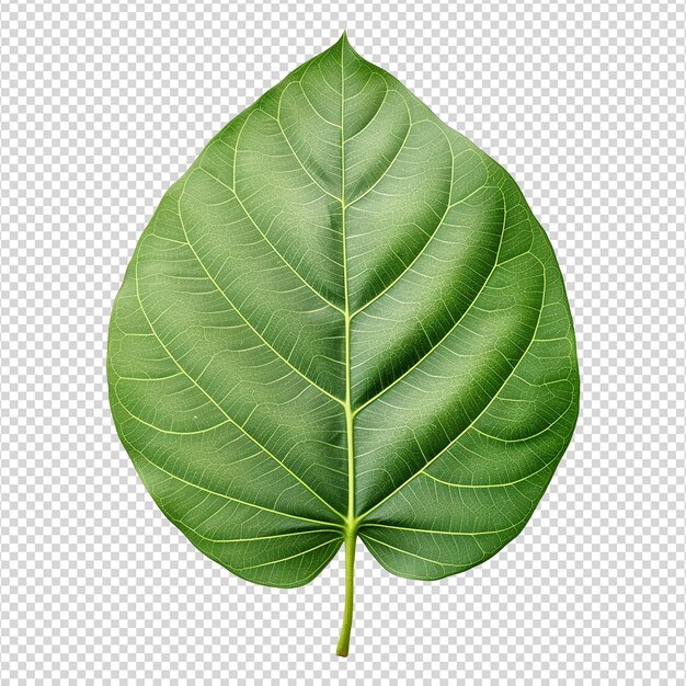 Green leaf isolated on transparent background