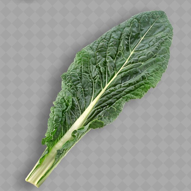 PSD a green leaf of lettuce with a white background