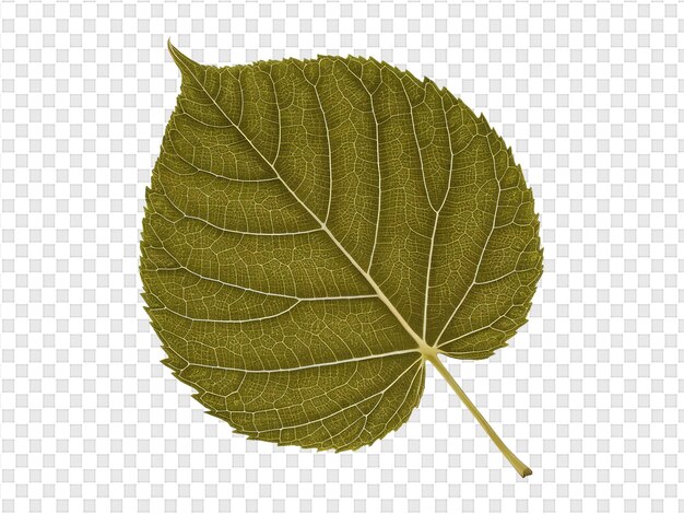 A green leaf of a mint